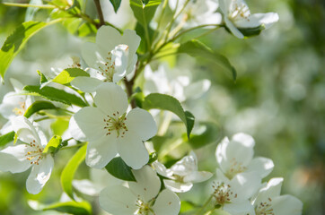 tree blossom