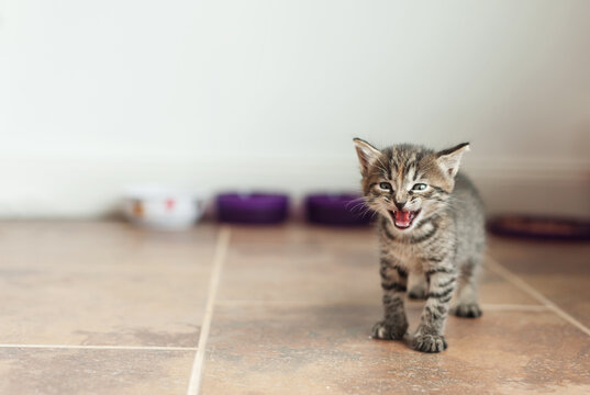 kitty