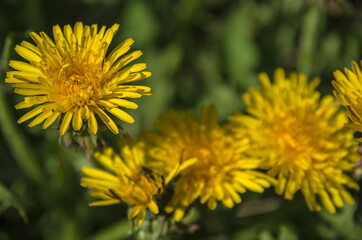 yellow dandelions in the grass