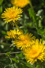 yellow dandelion flower