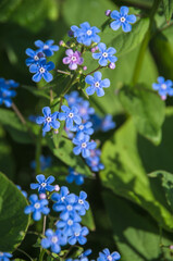 blue forget me not flowers