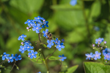 blue forget me not flowers with bee