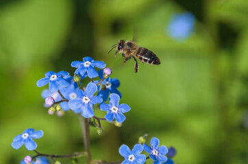 the bee flies up to the delicate forget-me-not flower, which blooms in early summer on a sunny day