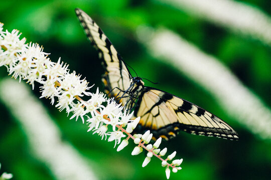 Buttefly
