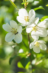apple tree flowers in spring