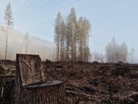 Clearcut
