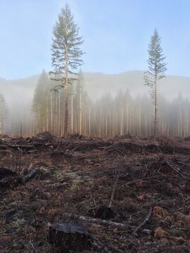 Clearcut