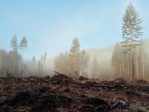 Clearcut