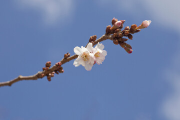 桜の花と青空