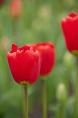 赤いチューリップの花