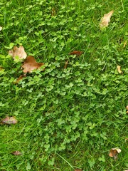 red and green leaves
