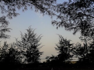 silhouette of a tree