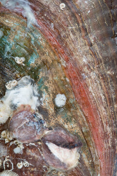 texture detail of abalone shell