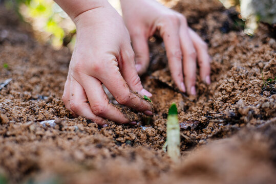 Woman planting some flowers on sunny day