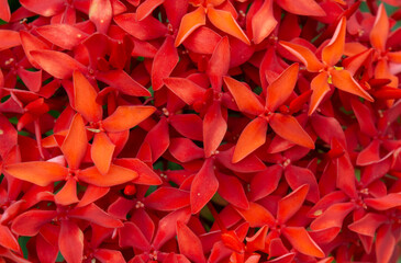 Red needle flower blooming on the background.