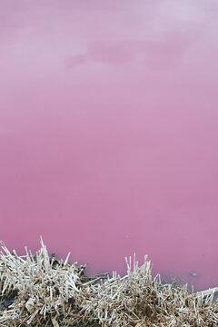 close up of dead trees and bushes at the side of a pink salt lake