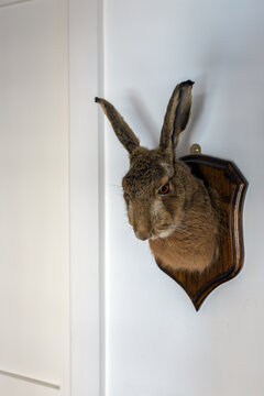 Wall mounted Hare head