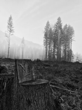 Clearcut