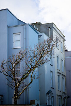A bare tree, leaning against the prevailing wind, in front of blue buildings.