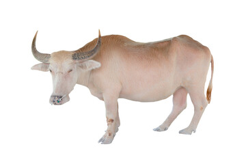 Albino buffalo in Thailand on a white background.