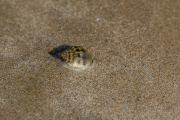 Hermit Crab Seashell on the sandy beach on morning sunshine with copy space (selective focus)