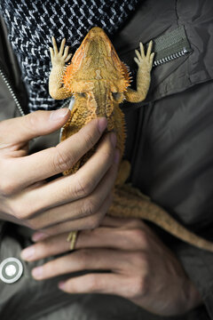 inland bearded dragon on hand