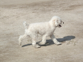 散歩するペットの犬