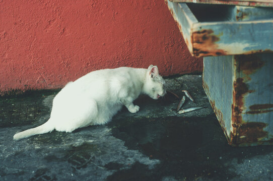 White cat eating fish