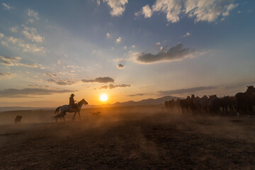 Wild horses run in foggy at sunset. Near Hormetci Village, between Cappadocia and Kayseri, Turkey