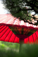 松と野点傘