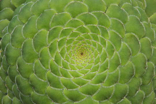 Succulent, flat topped aeonium