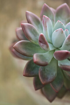 Detailed View Of Colorful Succulent Leaves