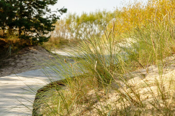 Fototapeta na wymiar Wooden path to the sandy Baltic sea beach. Sand dunes, wild plants in mild sunlight.