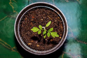 a tomato tree in a pot with its fresh green leaves