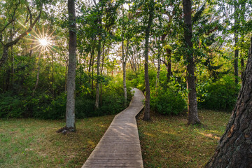 Wooden path leads to the beach through the trees in sun flare. Romantic fall background near Baltic sea in Lithuania.