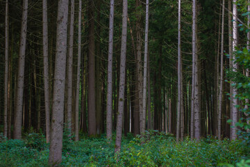 Wald Bäume Nadelwald