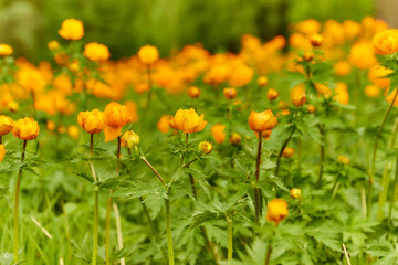 Spring Meadow Globeflowers