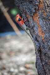 Colorful oriental lizard garden on tree branches