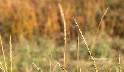 golden wheat field