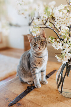 kitten