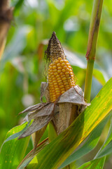 Maiskolben im Sonnenlicht