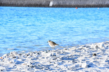 小笠原の海とビーチ