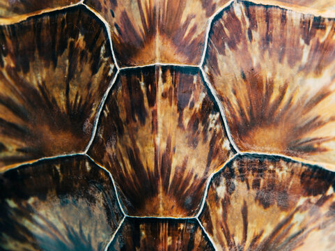 Close up of Sea Turtle Shell