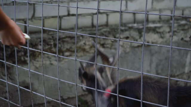 man feeding the goats across the cage