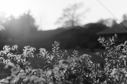 Black and White Foliage with Tree Silhouettes