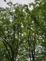 trees in the forest