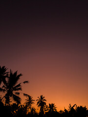 Fototapeta na wymiar Coconut Tree Lines sunset- Portrait