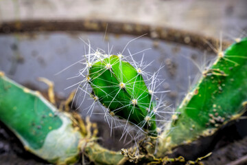 cactus buds look beautiful with sharp thorns