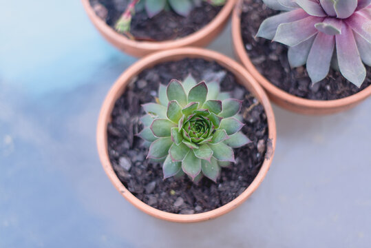 Succulents in Round Terracotta Pots