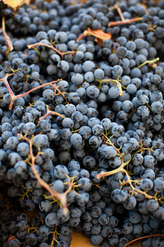 Grapes for Harvest